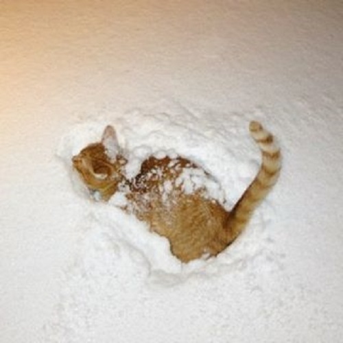  Снежное купание кота от @trof_anya_brt